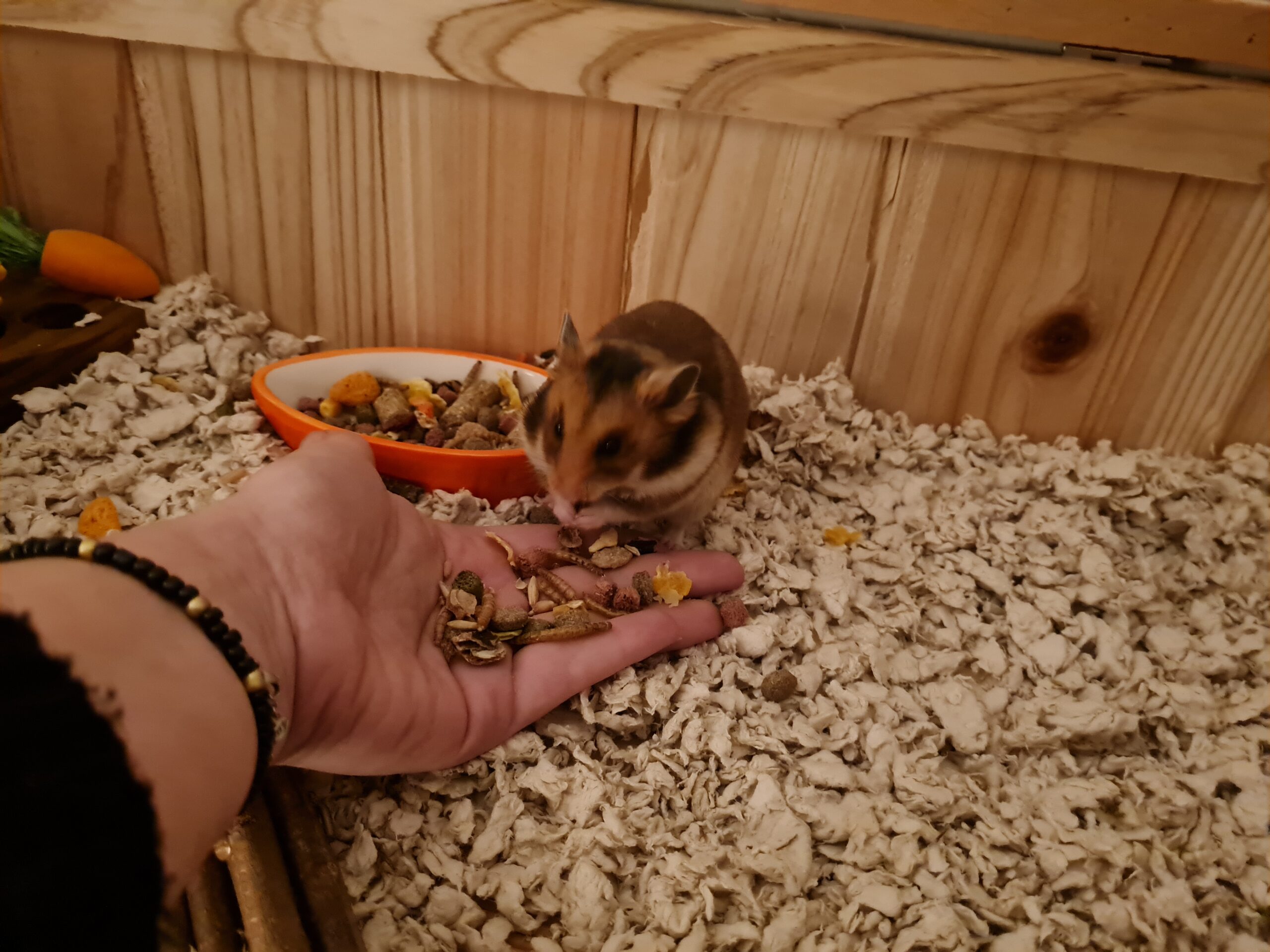 Concessie Thespian stam Maak jouw hamster tam met dit 8 Stappenplan - Hamsterlife