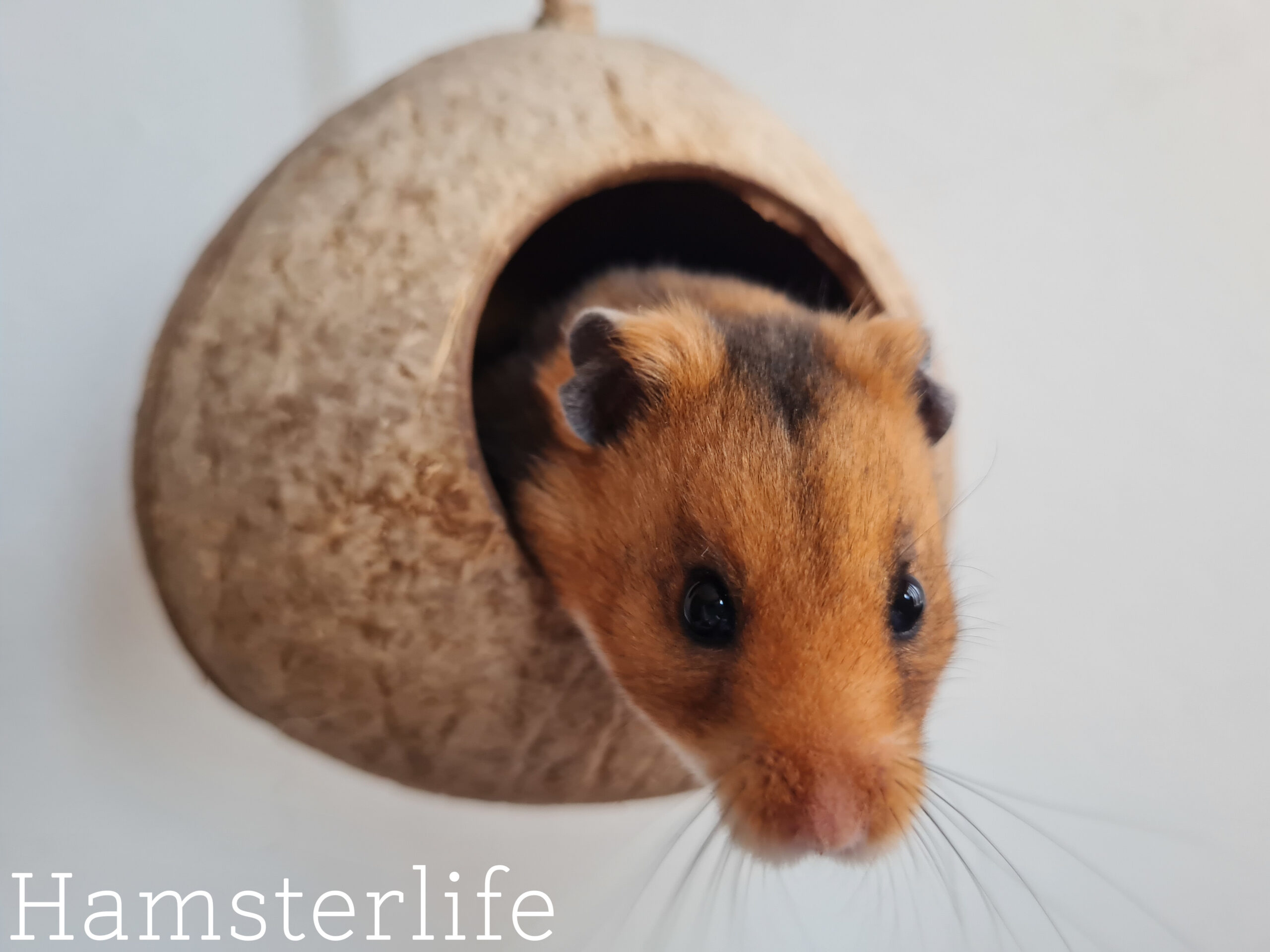 3 Manieren Om Kokosnoten Te Voor Je Hamster - Hamsterlife